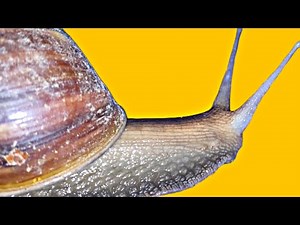 Giant African Land Snails: Fascinating Facts You Need to Know