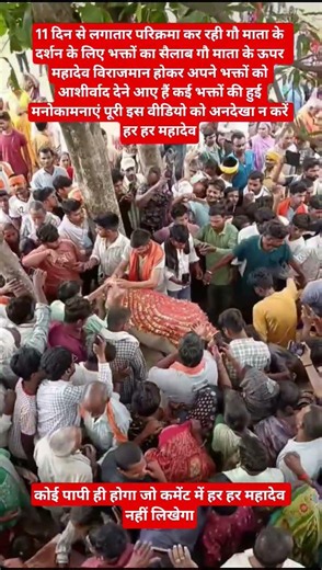 11 दिनों से परिक्रमा कर रहे गौ माता पर साक्षात महादेव ने आशीर्वाद#Mahadev #Shiva#LordShiva#Bholenath