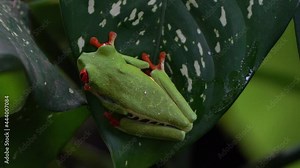 Red Eyed Tree Frogs(Agalychnis callidryas) Sitting on a leaf