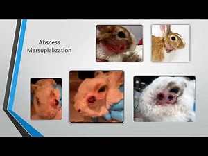 Rabbit Teeth Part 6: Jaw Abscess Surgery