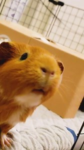 51 reactions | Hey there, GuineaGang! Want to know how much a guinea...