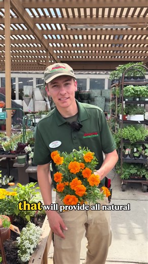 💪 Which veggie bodyguard is your go-to pest fighter? 🌼 Marigolds: Release compounds (thiophenes) from their roots that suppress soil-borne pests like root-knot nematodes, while their scent helps deter aphids, whiteflies, and even some beetles. 🤍 Alyssum: Low-growing blooms attract beneficial insects like hoverflies and parasitic wasps—the real heroes that feed on aphids, thrips, and caterpillars before they get out of control. 🧡 Calendula: Sticky, resinous stems can trap aphids, acting as a 