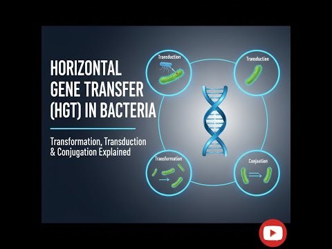 Horizontal Gene Transfer (HGT) in Bacteria | Transformation, Transduction & Conjugation Explained