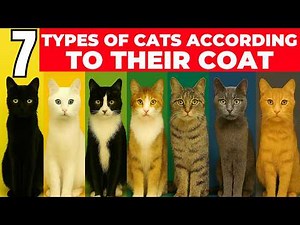 🐱 7 Cat Personalities by Coat Color | Genetics & Emotional Bonds