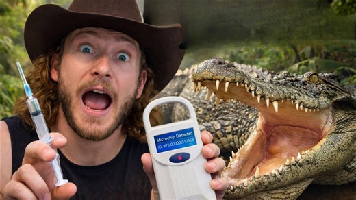 Catching the rarest crocodiles on Earth!