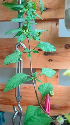 Stevia of the Aztecs: Planting and using the Aztec sweet herb