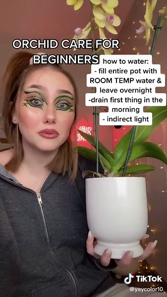 Beginner's Guide to Watering Orchids: Tips and Tricks