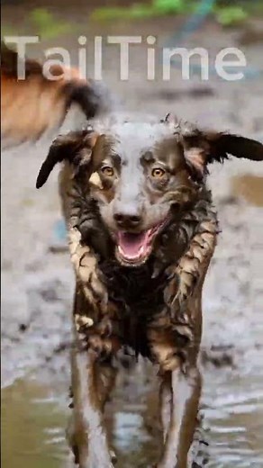 Dog Playing in Mud → Bath Time Transformation 🐕💦 | Cutest Dog Moments #shorts