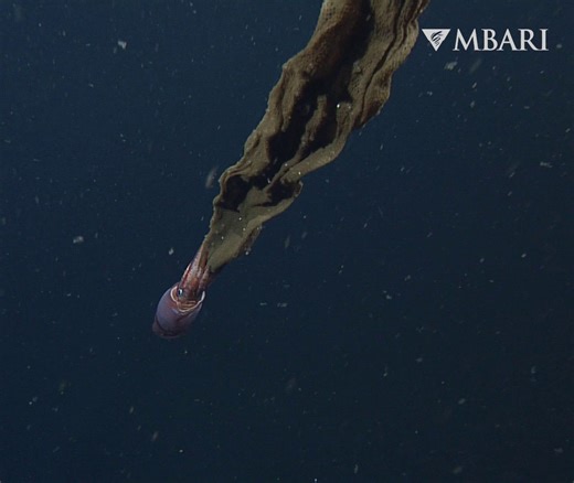 Quality time with a squid mum 🦑 For decades, marine biologists assumed that all squids laid their eggs in clusters on the seafloor, where the eggs developed and hatched without any help from their parents. However, MBARI scientists discovered that some female deep-sea squid, like this Gonatus onyx, brood their eggs by carrying them between their arms until the young hatch and swim away. ⁠ ⁠ Gonatus females will have approximately 2,000 to 3,000 eggs in a sheath between their arms for as long as