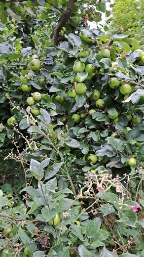 SUPER BIG HARVEST OF WILD APPLES IN EDGEFIELD, MCMENAMINS GARDENS, USA, OREGON