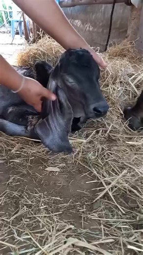 Discover Adorable Baby Cows in Myanmar