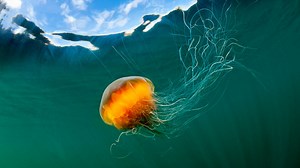 Feuerquallen in der Ostsee! DLRG gibt Tipps