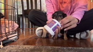 Pet Dental Finger Wipes for Dogs & Cats - No-Rinse Dog & Cat Finger Toothbrush - Remove Plaque & Tartar - Freshens Breath - Disposable Dog Teeth Cleaning Wipes (1.77" Wide (60 Count), Coconut)