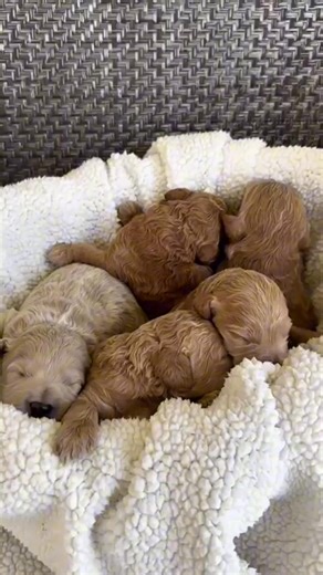 Feeling so sleepy 🥱 | Hidden Acres Puppies