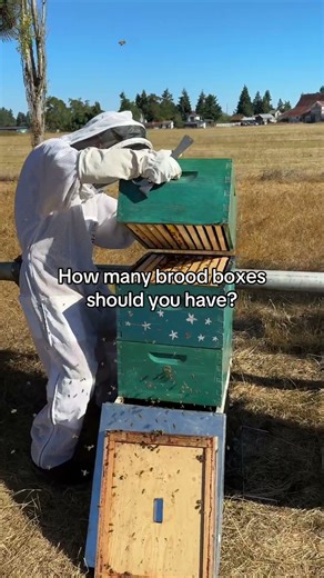 How many brood boxes for a hive?