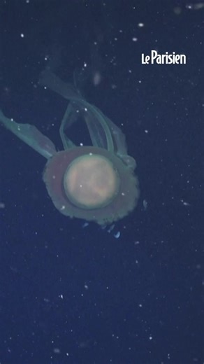 Observation d'une méduse fantôme géante en Argentine