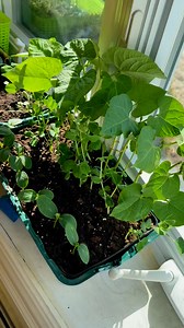 769 reactions · 39 shares | What’s growing?  | Spring Planting #gardening #nj | Che Thompson | Facebook