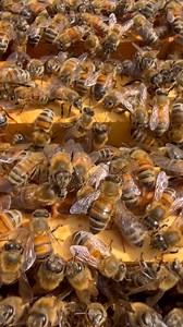 Buckfast colony and Buckfast queen bee …. All bees are her daughters 🐝😍🐝 | Stanley’s bees