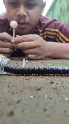 two millipedes really like candy #millipede #millipedes #short