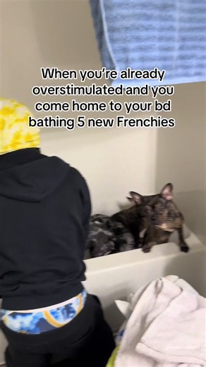 Overstimulated Mom's Delight: 5 Bathing Frenchies