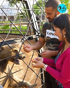 25K views · 255 reactions | This Private Zoo Is Home To Animals That Have Been Rescued From Their Owners #dubai | Curly Tales Middle East | Facebook