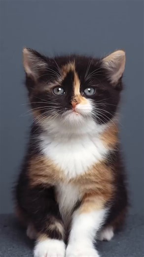 Captivating Kitten Timelapse Video