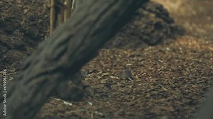 Mouse vole running on the floor of the zoo enclosure