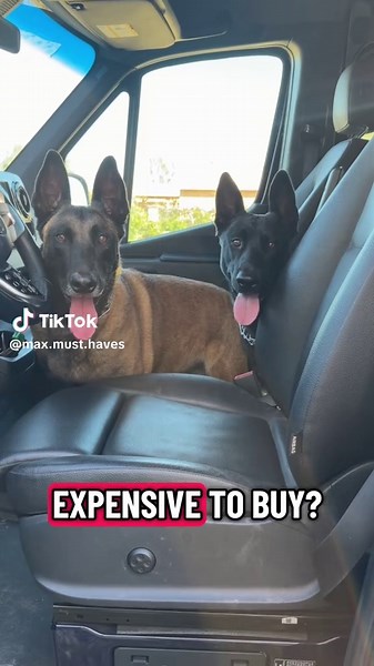 Why Belgian Malinois Are Worth the Cost