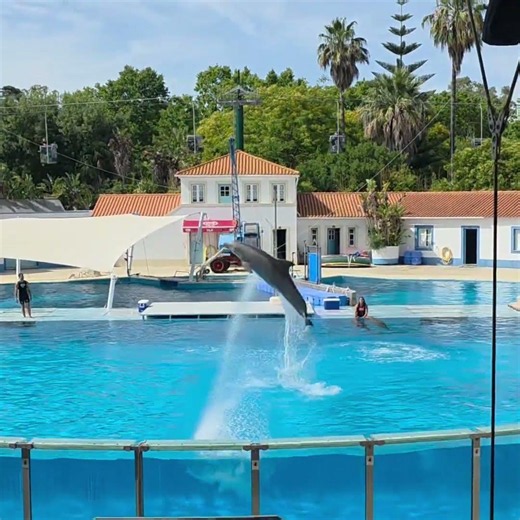 Leaping Dolphin Show