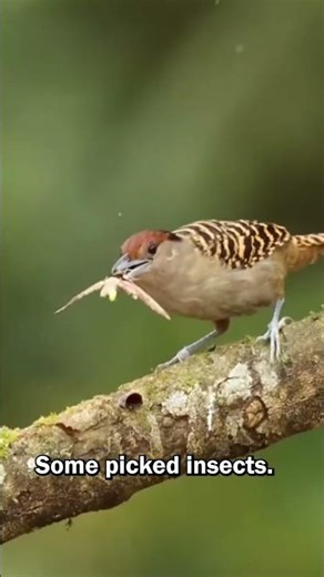 How Charles Darwin proposed Natural Selection