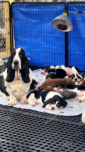 Sailor the Basset Hound Protecting Her Sleepy Puppies