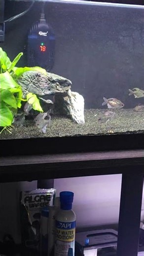 Diamond Tetras after meal schooling