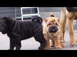 our georgeous sharpei puppies now 8 weeks old!