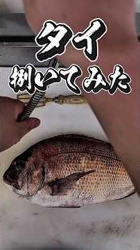 養鯛捌いてみた🐟 #真鯛 #鯛 #養殖 #魚 #魚捌き方 #三枚おろし #捌いてみた