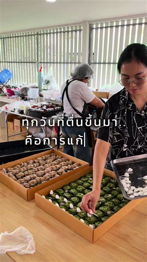 เช้านี้ 120 ชุด 300 กระทง กับปัญหาที่เข้ามาไม่พัก #ขนมไทย #ขนมไทยแม่คุณ #ขนมไทยจัดเบรค #คลาสเรียนออนไลน์