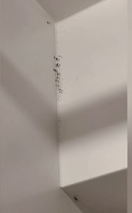 Video shows cockroaches at a downtown Fargo restaurant