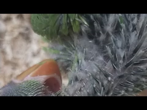Ann Seer is live! Green Parrot on cam