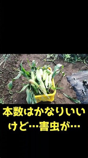 （ショート）2026 6 21スイートコーン収穫 #shorts #農業 #夏野菜栽培 #スイートコーン
