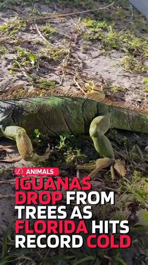 Thousands of green iguanas have become immobilised by unusually low temperatures in Florida. A rare and intense cold snap sweeping across the state has caused this strange and dramatic side effect. The green iguanas are a cold‑blooded and non‑native species that started literally falling from trees across Florida. The Arctic‑like blast pushed temperatures down far below normal for early February, with some areas such as Orlando recording lows around –4 °C, the coldest February reading in over a