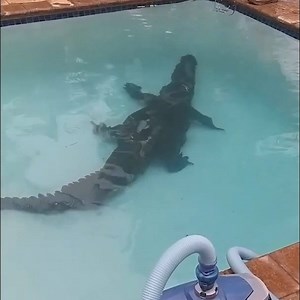 There was a huge crocodile swimming in this family’s pool 🐊😱 Check out more animals on ITK: https://bit.ly/2V1meEN | In The Know