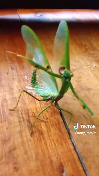 Green Mantis: Beautiful Insect With Wings