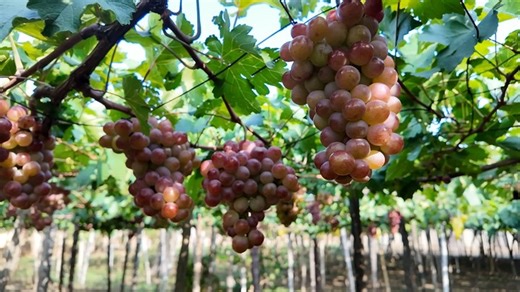 Meet The Man That Established The Largest Grape Farm In Kaduna State (Video) - Agriculture - Nairaland