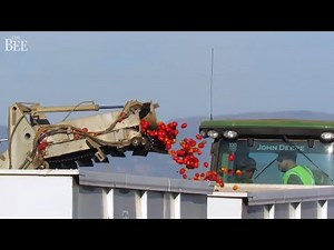 This Is How Beautiful The Annual California Tomato Harvest Can Be