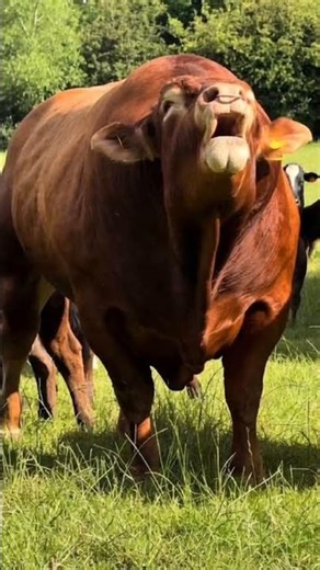 Powerful Big Bull in Open Field | Heavy Muscular Bull Showcase | Realistic Animal Video #bullguard