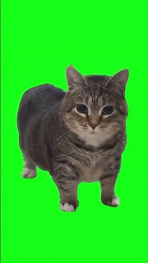 OIIA OIIA Spinning Cat