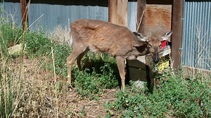 More cases of CWD found: Here's what we know.