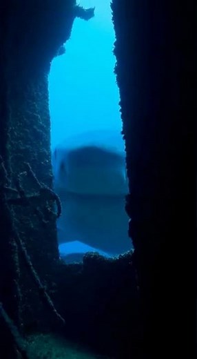 We Saw SOMETHING HUGE Peeking Through The Dark! 🫣 #shorts #viral #mystery