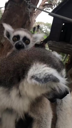 ardilla_boo บน TikTok