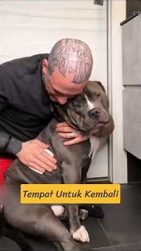 Anjing yang Akhirnya Mendapatkan Kasih Sayang #ceritainspiratif #kisahmotivasi #motivasi #inspirasi