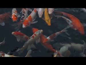 How to Use Salt Baths for Treating Koi Fish Diseases